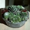 image:imageAltman Plants NonToxic Live Sempervivum Succulent Plant Gift in 8 Decorative Pot Real Succulents to Grow Easy Care Hens and Chicks Hardy amp LowMaintenance Gift for Gardeners Popular Houseplants