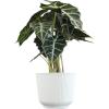 image:imageAltman Plants Polly Alocasia Live Plant Decor in 6 Inch White Plastic Plant Pot Elephant Ear Plant Gift amp Desk Plant Easy Plant amp Indoor Plant Air Purifying Plants in Indoor Potting Soil Mix