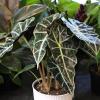 image:imageAltman Plants Polly Alocasia Live Plant Decor in 6 Inch White Plastic Plant Pot Elephant Ear Plant Gift amp Desk Plant Easy Plant amp Indoor Plant Air Purifying Plants in Indoor Potting Soil Mix