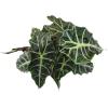 image:imageAltman Plants Polly Alocasia Live Plant Decor in 6 Inch White Plastic Plant Pot Elephant Ear Plant Gift amp Desk Plant Easy Plant amp Indoor Plant Air Purifying Plants in Indoor Potting Soil Mix