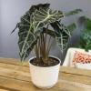 image:imageAltman Plants Polly Alocasia Live Plant Decor in 6 Inch White Plastic Plant Pot Elephant Ear Plant Gift amp Desk Plant Easy Plant amp Indoor Plant Air Purifying Plants in Indoor Potting Soil Mix