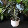image:imageAltman Plants Polly Alocasia Live Plant Decor in 6 Inch White Plastic Plant Pot Elephant Ear Plant Gift amp Desk Plant Easy Plant amp Indoor Plant Air Purifying Plants in Indoor Potting Soil Mix