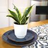 image:imageAltman Plants Sansevieria Superba Snake Plants Approx 8 Tall in White Plant Pot Variegated Snake Plant Decor Easy Plant Gift amp Desk Plant Live Snake Plant Live Indoor with Pot Air PurifyingWhite Pot