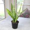 image:imageAltman Plants Sansevieria Superba Snake Plants Approx 8 Tall in White Plant Pot Variegated Snake Plant Decor Easy Plant Gift amp Desk Plant Live Snake Plant Live Indoor with Pot Air PurifyingVariegated