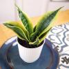 image:imageAltman Plants Sansevieria Superba Snake Plants Approx 8 Tall in White Plant Pot Variegated Snake Plant Decor Easy Plant Gift amp Desk Plant Live Snake Plant Live Indoor with Pot Air PurifyingWhite Pot