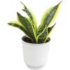 image:imageAltman Plants Sansevieria Superba Snake Plants Approx 8 Tall in White Plant Pot Variegated Snake Plant Decor Easy Plant Gift amp Desk Plant Live Snake Plant Live Indoor with Pot Air PurifyingWhite Pot