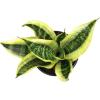 image:imageAltman Plants Sansevieria Superba Snake Plants Approx 8 Tall in White Plant Pot Variegated Snake Plant Decor Easy Plant Gift amp Desk Plant Live Snake Plant Live Indoor with Pot Air PurifyingWhite Pot
