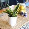 image:imageAltman Plants Sansevieria Superba Snake Plants Approx 8 Tall in White Plant Pot Variegated Snake Plant Decor Easy Plant Gift amp Desk Plant Live Snake Plant Live Indoor with Pot Air PurifyingWhite Pot