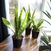 image:imageAltman Plants Sansevieria Superba Snake Plants Approx 8 Tall in White Plant Pot Variegated Snake Plant Decor Easy Plant Gift amp Desk Plant Live Snake Plant Live Indoor with Pot Air PurifyingVariegated