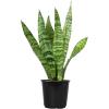 image:imageAltman Plants Sansevieria Superba Snake Plants Approx 8 Tall in White Plant Pot Variegated Snake Plant Decor Easy Plant Gift amp Desk Plant Live Snake Plant Live Indoor with Pot Air PurifyingVariegated