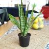 image:imageAltman Plants Sansevieria Superba Snake Plants Approx 8 Tall in White Plant Pot Variegated Snake Plant Decor Easy Plant Gift amp Desk Plant Live Snake Plant Live Indoor with Pot Air PurifyingVariegated