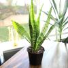 image:imageAltman Plants Sansevieria Superba Snake Plants Approx 8 Tall in White Plant Pot Variegated Snake Plant Decor Easy Plant Gift amp Desk Plant Live Snake Plant Live Indoor with Pot Air PurifyingVariegated