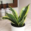 image:imageAltman Plants Sansevieria Superba Snake Plants Approx 8 Tall in White Plant Pot Variegated Snake Plant Decor Easy Plant Gift amp Desk Plant Live Snake Plant Live Indoor with Pot Air PurifyingWhite Pot