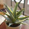 image:imageAltman Plants Swordfish Aloe Plant Exotic Plants Succulents Live Plant Decor Exotic Succulent amp Rare Plants Real Plants Live Succulents Plants Live Houseplants Rare Succulent Plants Live Plants