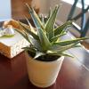 image:imageAltman Plants Swordfish Aloe Plant Exotic Plants Succulents Live Plant Decor Exotic Succulent amp Rare Plants Real Plants Live Succulents Plants Live Houseplants Rare Succulent Plants Live Plants