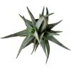 image:imageAltman Plants Swordfish Aloe Plant Exotic Plants Succulents Live Plant Decor Exotic Succulent amp Rare Plants Real Plants Live Succulents Plants Live Houseplants Rare Succulent Plants Live Plants