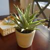 image:imageAltman Plants Swordfish Aloe Plant Exotic Plants Succulents Live Plant Decor Exotic Succulent amp Rare Plants Real Plants Live Succulents Plants Live Houseplants Rare Succulent Plants Live Plants