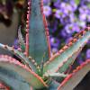 image:imageAltman Plants Swordfish Aloe Plant Exotic Plants Succulents Live Plant Decor Exotic Succulent amp Rare Plants Real Plants Live Succulents Plants Live Houseplants Rare Succulent Plants Live Plants