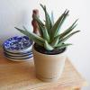 image:imageAltman Plants Swordfish Aloe Plant Exotic Plants Succulents Live Plant Decor Exotic Succulent amp Rare Plants Real Plants Live Succulents Plants Live Houseplants Rare Succulent Plants Live Plants