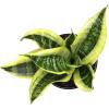 image:imageAltman Plants Variegated Snake Plant Decor Sansevieria Zeylanica Snake Plants Approx 6 Tall in White Planter Air Purifying Easy Plant Gift Live Snake Plant Live Indoor with Pot amp Desk PlantSansevieria Superba