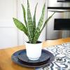 image:imageAltman Plants Variegated Snake Plant Decor Sansevieria Zeylanica Snake Plants Approx 6 Tall in White Planter Air Purifying Easy Plant Gift Live Snake Plant Live Indoor with Pot amp Desk PlantZeylanica