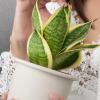 image:imageAltman Plants Variegated Snake Plant Decor Sansevieria Zeylanica Snake Plants Approx 6 Tall in White Planter Air Purifying Easy Plant Gift Live Snake Plant Live Indoor with Pot amp Desk PlantSansevieria Superba