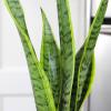 image:imageAltman Plants Variegated Snake Plant Decor Sansevieria Zeylanica Snake Plants Approx 6 Tall in White Planter Air Purifying Easy Plant Gift Live Snake Plant Live Indoor with Pot amp Desk Plant425 White Dcor Pot