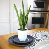 image:imageAltman Plants Variegated Snake Plant Decor Sansevieria Zeylanica Snake Plants Approx 6 Tall in White Planter Air Purifying Easy Plant Gift Live Snake Plant Live Indoor with Pot amp Desk Plant425 White Dcor Pot