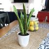 image:imageAltman Plants Variegated Snake Plant Decor Sansevieria Zeylanica Snake Plants Approx 6 Tall in White Planter Air Purifying Easy Plant Gift Live Snake Plant Live Indoor with Pot amp Desk Plant425 White Dcor Pot