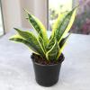 image:imageAltman Plants Variegated Snake Plant Decor Sansevieria Zeylanica Snake Plants Approx 6 Tall in White Planter Air Purifying Easy Plant Gift Live Snake Plant Live Indoor with Pot amp Desk PlantSansevieria Superba