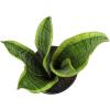 image:imageAltman Plants Variegated Snake Plant Decor Sansevieria Zeylanica Snake Plants Approx 6 Tall in White Planter Air Purifying Easy Plant Gift Live Snake Plant Live Indoor with Pot amp Desk Plant425 White Dcor Pot