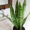 image:imageAltman Plants Variegated Snake Plant Decor Sansevieria Zeylanica Snake Plants Approx 6 Tall in White Planter Air Purifying Easy Plant Gift Live Snake Plant Live Indoor with Pot amp Desk PlantZeylanica