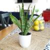 image:imageAltman Plants Variegated Snake Plant Decor Sansevieria Zeylanica Snake Plants Approx 6 Tall in White Planter Air Purifying Easy Plant Gift Live Snake Plant Live Indoor with Pot amp Desk PlantZeylanica