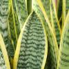 image:imageAltman Plants Variegated Snake Plant Decor Sansevieria Zeylanica Snake Plants Approx 6 Tall in White Planter Air Purifying Easy Plant Gift Live Snake Plant Live Indoor with Pot amp Desk PlantSansevieria Superba