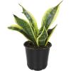 image:imageAltman Plants Variegated Snake Plant Decor Sansevieria Zeylanica Snake Plants Approx 6 Tall in White Planter Air Purifying Easy Plant Gift Live Snake Plant Live Indoor with Pot amp Desk PlantSansevieria Superba