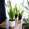 image:imageAltman Plants Variegated Snake Plant Decor Sansevieria Zeylanica Snake Plants Approx 6 Tall in White Planter Air Purifying Easy Plant Gift Live Snake Plant Live Indoor with Pot amp Desk Plant425 White Dcor Pot