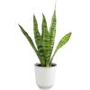 image:imageAltman Plants Variegated Snake Plant Decor Sansevieria Zeylanica Snake Plants Approx 6 Tall in White Planter Air Purifying Easy Plant Gift Live Snake Plant Live Indoor with Pot amp Desk PlantZeylanica
