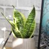image:imageAltman Plants Variegated Snake Plant Decor Sansevieria Zeylanica Snake Plants Approx 6 Tall in White Planter Air Purifying Easy Plant Gift Live Snake Plant Live Indoor with Pot amp Desk PlantSansevieria Superba