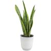 image:imageAltman Plants Variegated Snake Plant Decor Sansevieria Zeylanica Snake Plants Approx 6 Tall in White Planter Air Purifying Easy Plant Gift Live Snake Plant Live Indoor with Pot amp Desk Plant425 White Dcor Pot