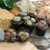 image:imageAltman Plants XL Giant Living Stones Succulents 8PK Lithops Live Plants amp Real Succulents Pet Safe Plants amp Live Succulent Plants Pet Friendly Plants Live Plants in 25 Pots with Succulent SoilGiant Lithops