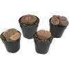 image:imageAltman Plants XL Giant Living Stones Succulents 8PK Lithops Live Plants amp Real Succulents Pet Safe Plants amp Live Succulent Plants Pet Friendly Plants Live Plants in 25 Pots with Succulent SoilGiant Lithops