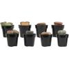 image:imageAltman Plants XL Giant Living Stones Succulents 8PK Lithops Live Plants amp Real Succulents Pet Safe Plants amp Live Succulent Plants Pet Friendly Plants Live Plants in 25 Pots with Succulent SoilGiant Lithops