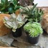 image:imageAltman Plants XL Giant Living Stones Succulents 8PK Lithops Live Plants amp Real Succulents Pet Safe Plants amp Live Succulent Plants Pet Friendly Plants Live Plants in 25 Pots with Succulent SoilPet Safe Succulents