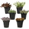 image:imageAltman Plants XL Giant Living Stones Succulents 8PK Lithops Live Plants amp Real Succulents Pet Safe Plants amp Live Succulent Plants Pet Friendly Plants Live Plants in 25 Pots with Succulent SoilPet Safe Succulents