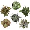 image:imageAltman Plants XL Giant Living Stones Succulents 8PK Lithops Live Plants amp Real Succulents Pet Safe Plants amp Live Succulent Plants Pet Friendly Plants Live Plants in 25 Pots with Succulent SoilPet Safe Succulents