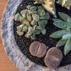 image:imageAltman Plants XL Giant Living Stones Succulents 8PK Lithops Live Plants amp Real Succulents Pet Safe Plants amp Live Succulent Plants Pet Friendly Plants Live Plants in 25 Pots with Succulent SoilGiant Lithops