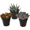 image:imageAltman Plants XL Giant Living Stones Succulents 8PK Lithops Live Plants amp Real Succulents Pet Safe Plants amp Live Succulent Plants Pet Friendly Plants Live Plants in 25 Pots with Succulent SoilPet Safe Succulents