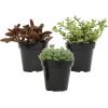image:imageAltman Plants XL Giant Living Stones Succulents 8PK Lithops Live Plants amp Real Succulents Pet Safe Plants amp Live Succulent Plants Pet Friendly Plants Live Plants in 25 Pots with Succulent SoilPet Safe Succulents