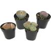 image:imageAltman Plants XL Giant Living Stones Succulents 8PK Lithops Live Plants amp Real Succulents Pet Safe Plants amp Live Succulent Plants Pet Friendly Plants Live Plants in 25 Pots with Succulent SoilGiant Lithops