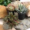 image:imageAltman Plants XL Giant Living Stones Succulents 8PK Lithops Live Plants amp Real Succulents Pet Safe Plants amp Live Succulent Plants Pet Friendly Plants Live Plants in 25 Pots with Succulent SoilPet Safe Succulents